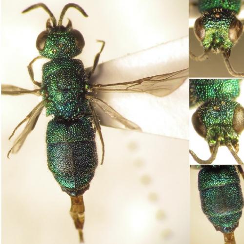 Réf. 216 483 : Chrysidea pumila